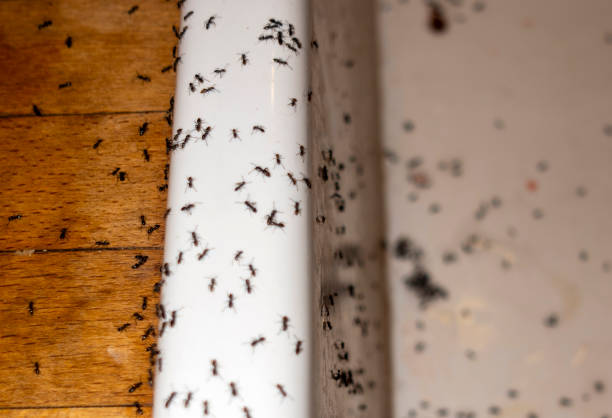 Flea Control Services in Millport, AL