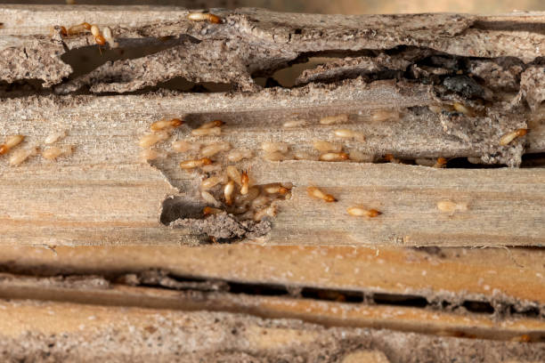 Best Affordable Pest Control Services  in Millport, AL